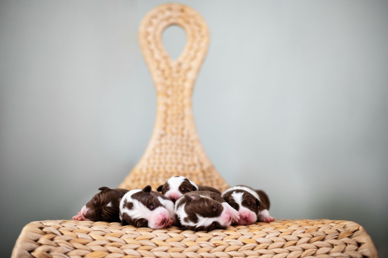 Tierfotografie Zuhause Welpen