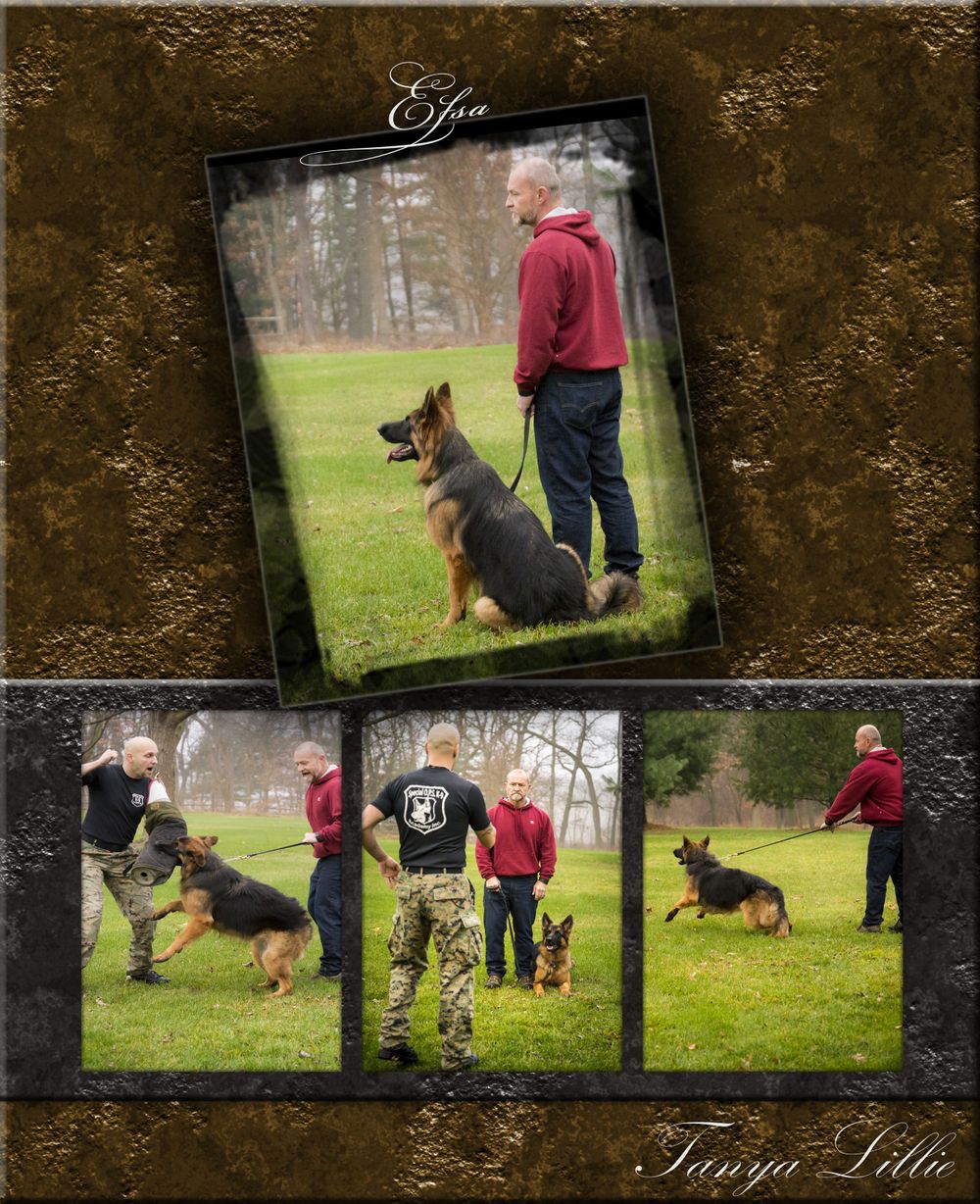 Photo Collages of Man with a German Shepherd going through Personal Protective Training