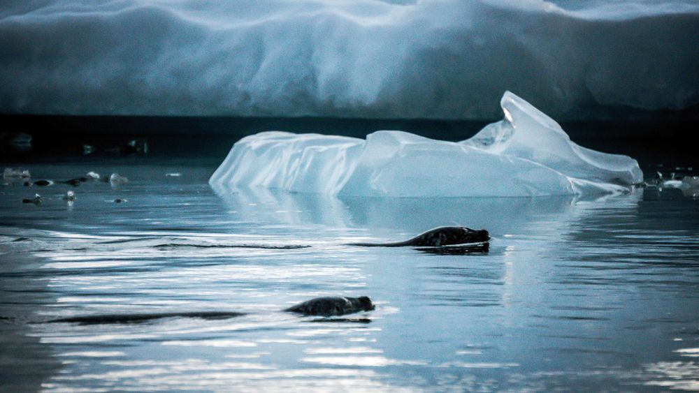 Smooth blue icebergs floating serenely in calm glacial waters.
