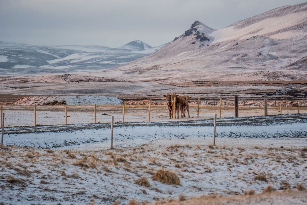 Horses grazing in snowy field with mountains in background during winter.