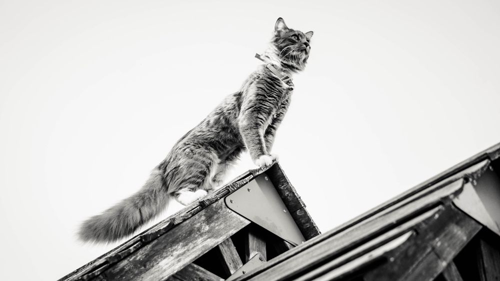 Majestic cat stands alert on a rooftop ridge in black and white photography.