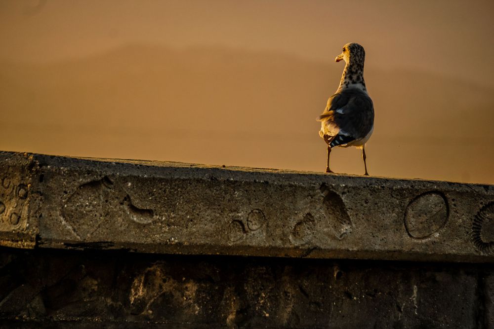 A seagull perches on a concrete ledge during golden hour sunset.