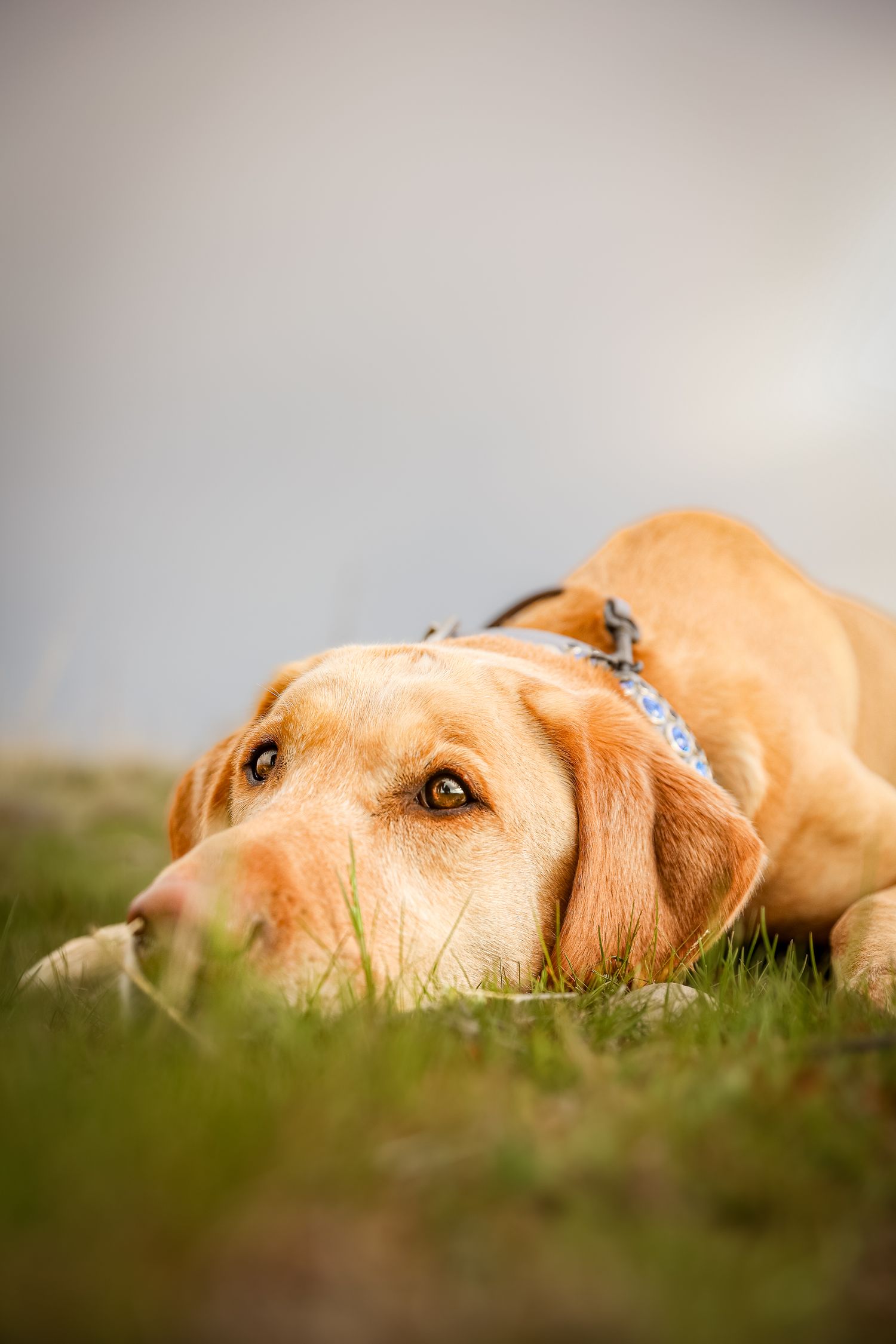 Pet Portraits in Utah