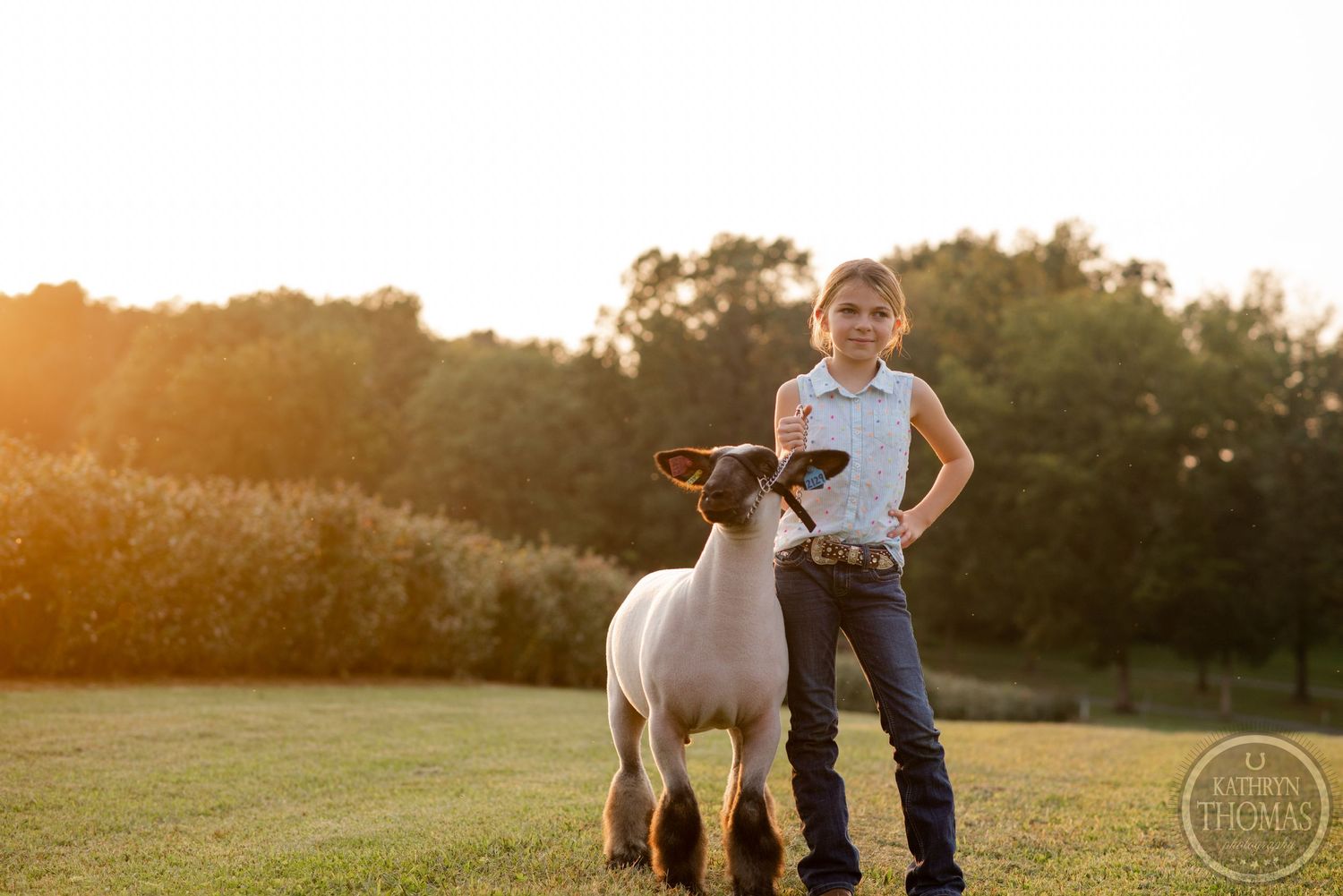 A show sheep and its handler stand together during golden hour in a grassy field.
