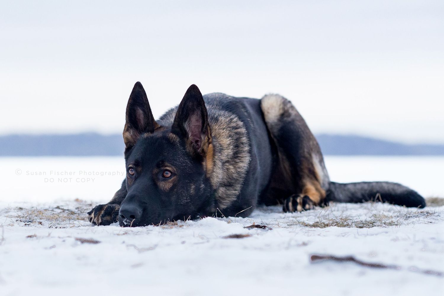 dog, dog in snow, dog lying down, winter