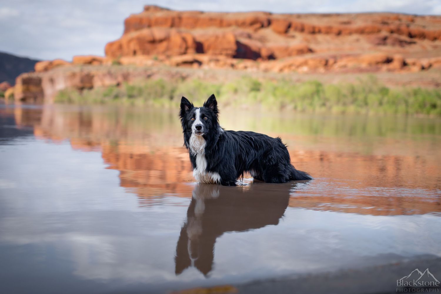Pet Portraits in Moab, UT