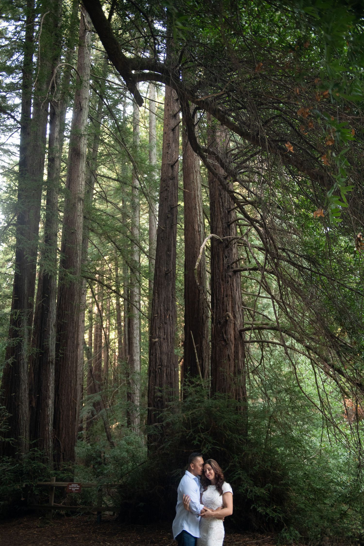 Redwood trees at Reinhardt Redwood Regional Park, 7867 Redwood Rd, Oakland CA