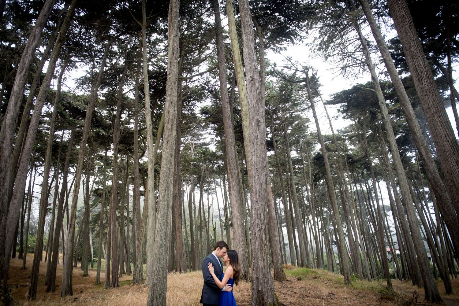 Cypress Tree Forest, San Francisco CA