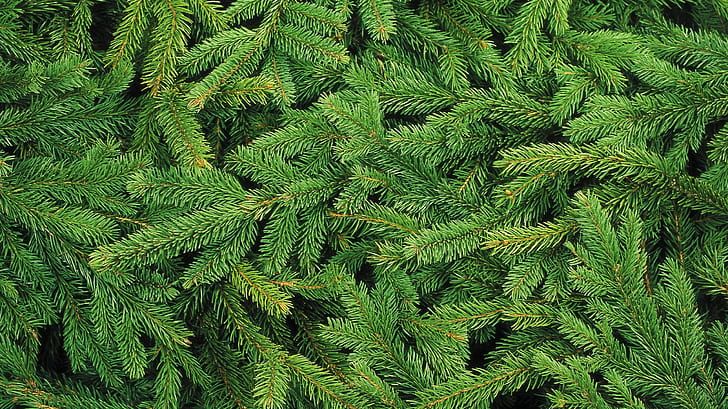 Close up of fresh green pine tree branches with needles.
