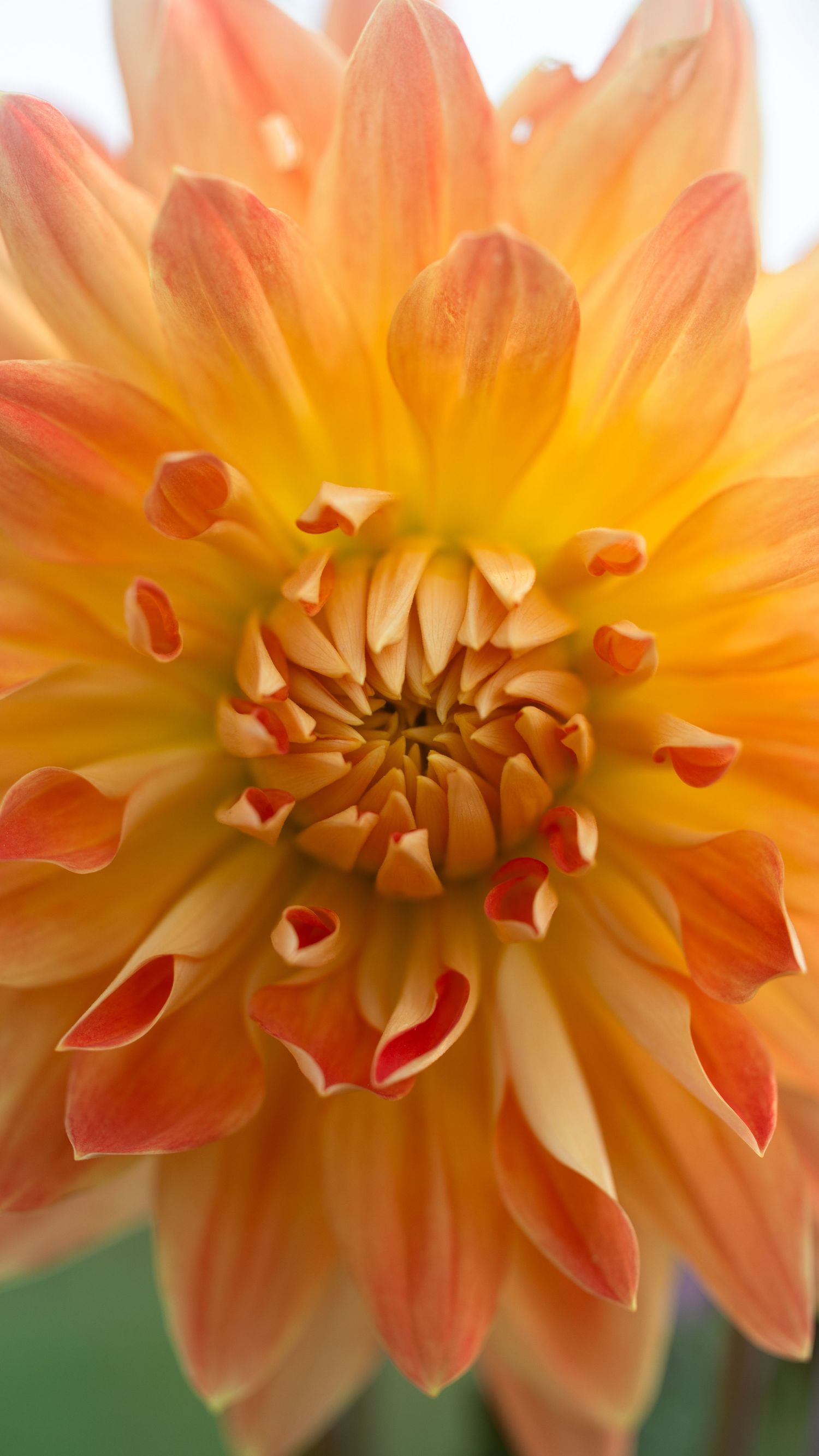 Close-up macro shot of a peach dahlia flower showing intricate petal patterns and warm orange tones.