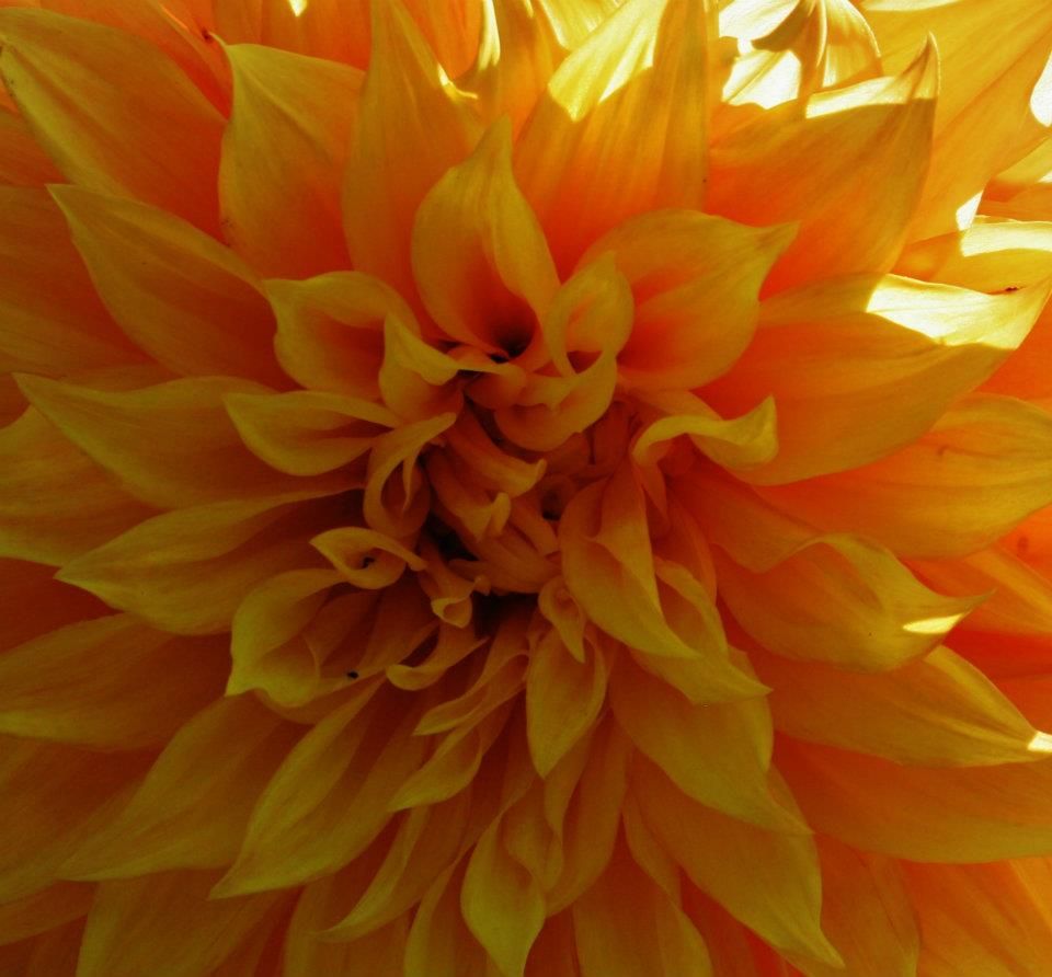 Soft peach-colored dahlia blooms in panoramic view showing delicate petal layers.