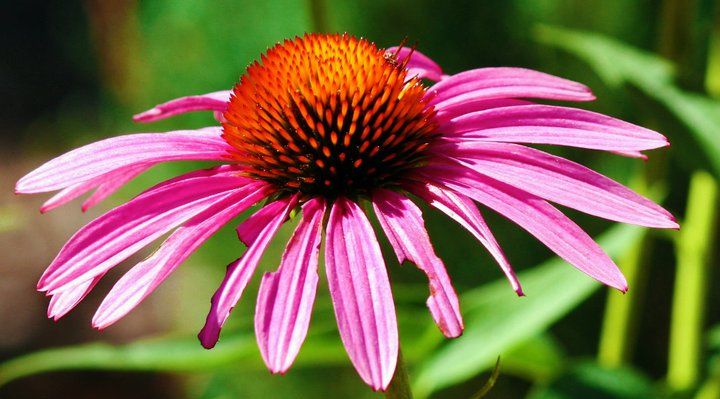 Pink coneflower petals radiating from a spiky orange center against green foliage.