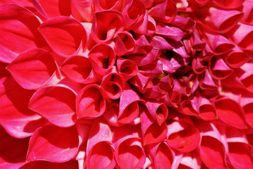 Macro panorama of a fuchsia dahlia flower showing intricate petal patterns and textures.