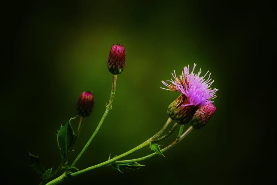 Pink thistle flowers blooming against a dark green background.