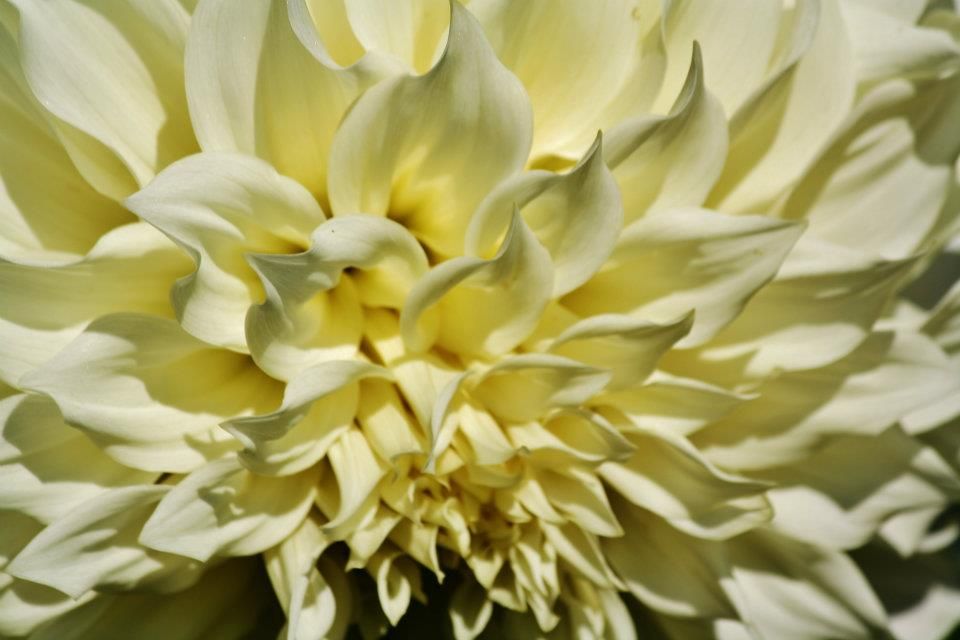 Pale yellow dahlia flower showing delicate petal patterns in closeup detail.