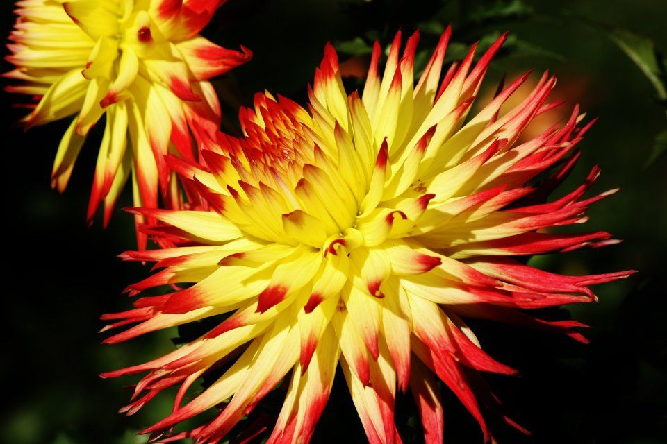 Spiky yellow and red dahlia flower heads creating a dramatic panoramic display.