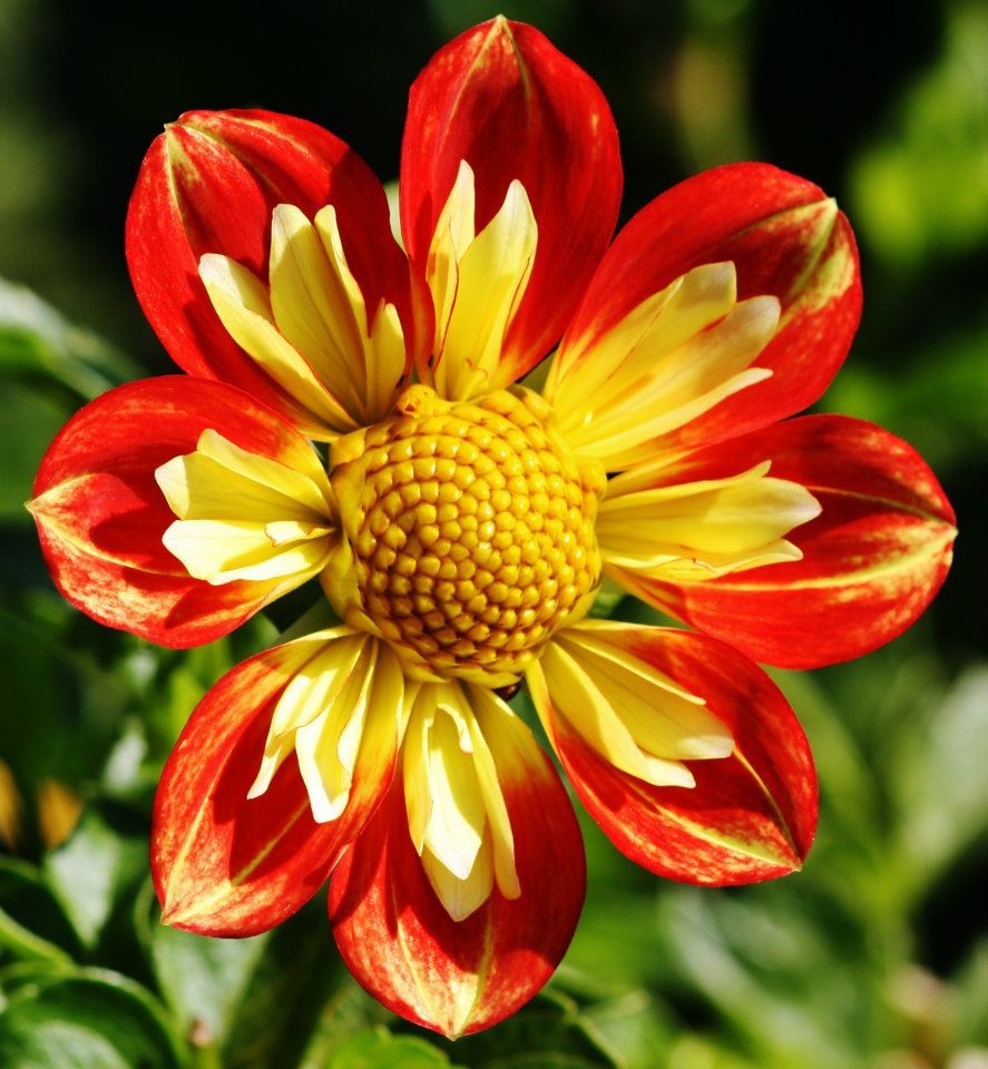 Panoramic sequence showing red and yellow dahlias with prominent center discs against green background.