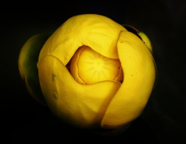 Glowing yellow lotus flower illuminated against a dark background.