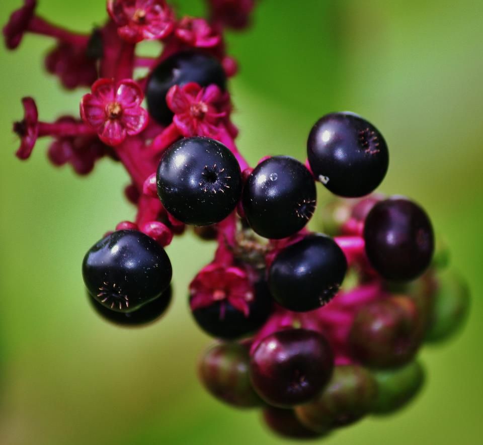 Close-up of dark purple berries growing on a branch against a blurred green background.