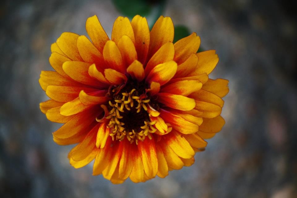 Orange and yellow gaillardia flower with detailed center captured in macro.