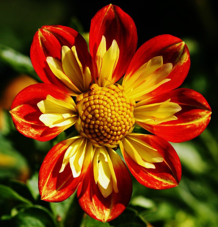 Red and yellow dahlia flowers with pointed petals displayed in a panoramic sequence.