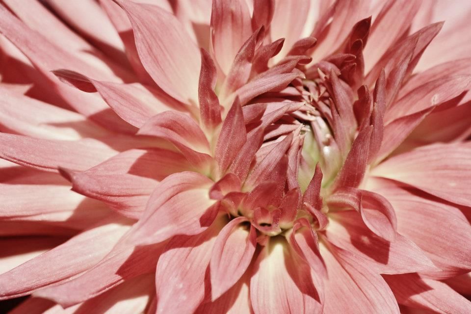 Salmon pink dahlia bloom with layered petals shown in detailed panoramic close-up.