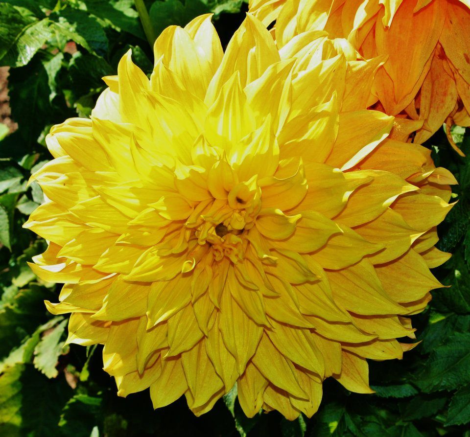 Close-up sequence of a blooming yellow dahlia flower with layered petals against green foliage.