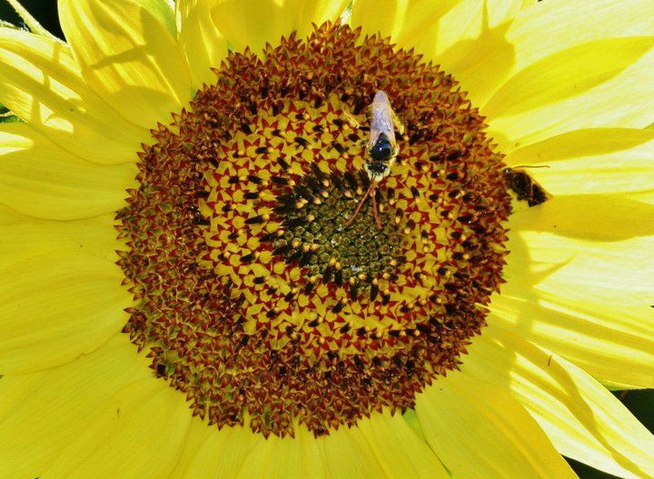Sunflower center with yellow petals showing detailed pattern of seeds and visiting bees.