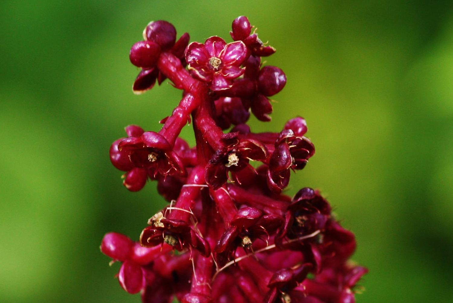 Cluster of deep red pokeweed flowers against blurred green background.