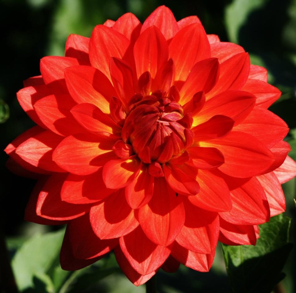 Bright red dahlia flower blooming in garden with green foliage background.