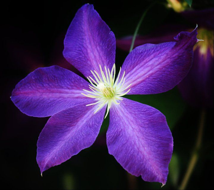 Vibrant purple clematis flower with white center photographed against dark background.