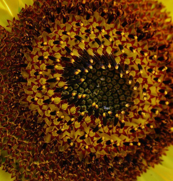 Extreme macro shot of a sunflower's spiral seed pattern in brown and yellow tones.