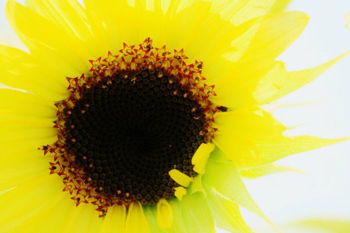 Bright yellow sunflower petals surrounding dark center against white background.