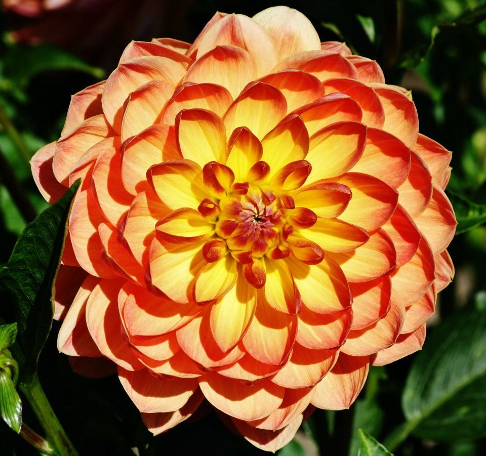 Panoramic view of a peach and yellow dahlia flower with layered petals against dark green foliage.