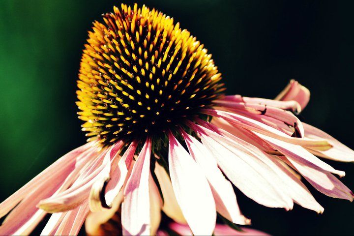 Detailed view of a pink echinacea flower's spiky center cone.
