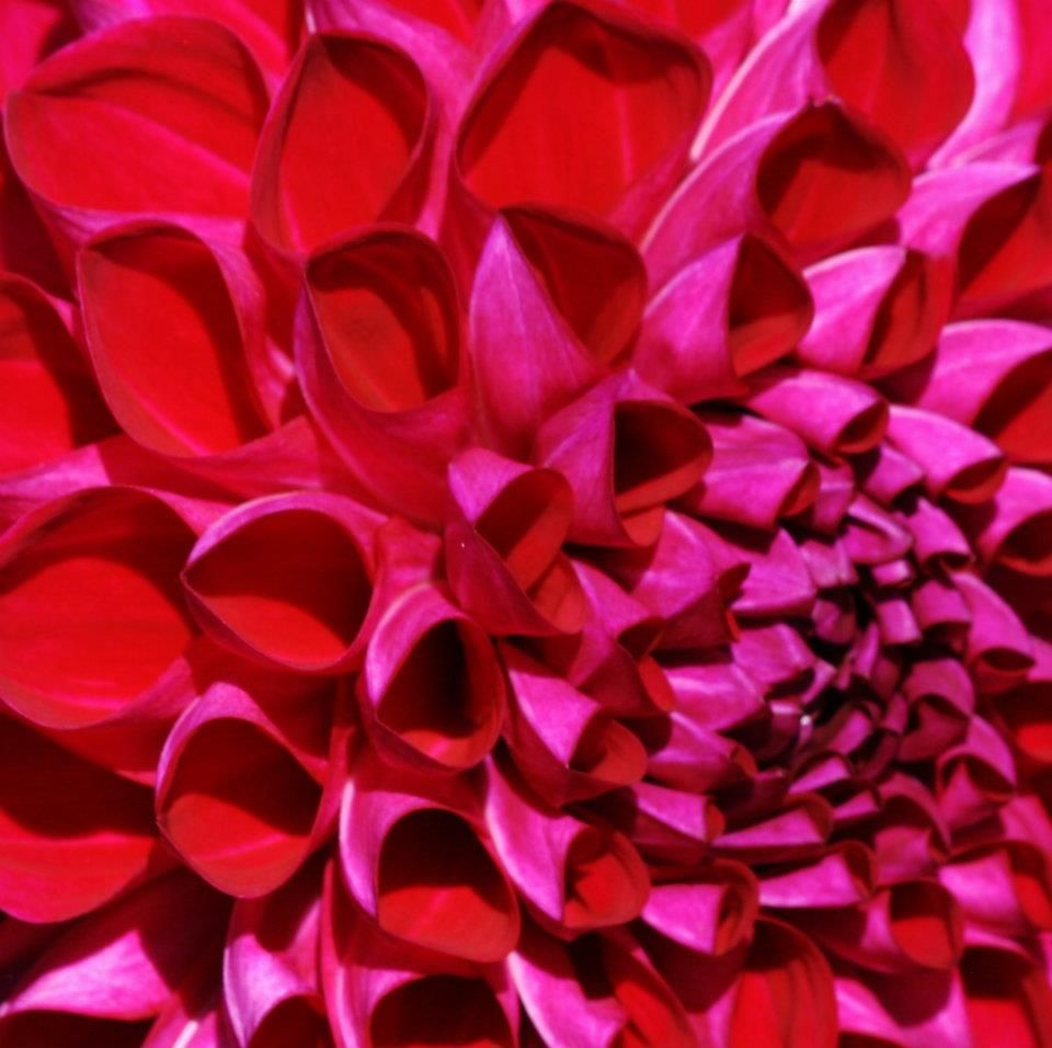 Close-up panorama of vibrant pink dahlia petals creating an abstract pattern of curves and layers.