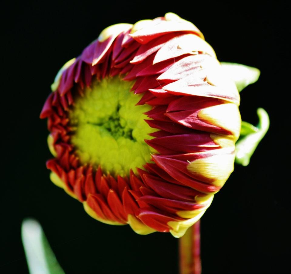 Red and yellow dahlia buds opening in sequence against black background.