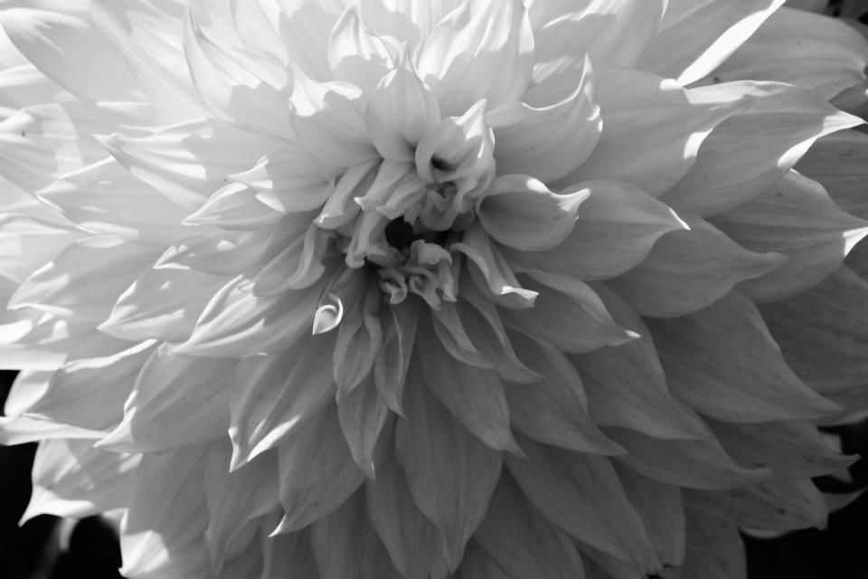 Panoramic view of white dahlia flowers showing detailed petal structure in monochrome.