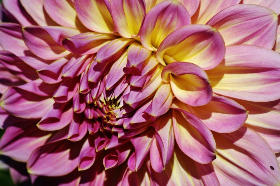 Macro shot of pink dahlia petals with yellow highlights showing intricate flower details.