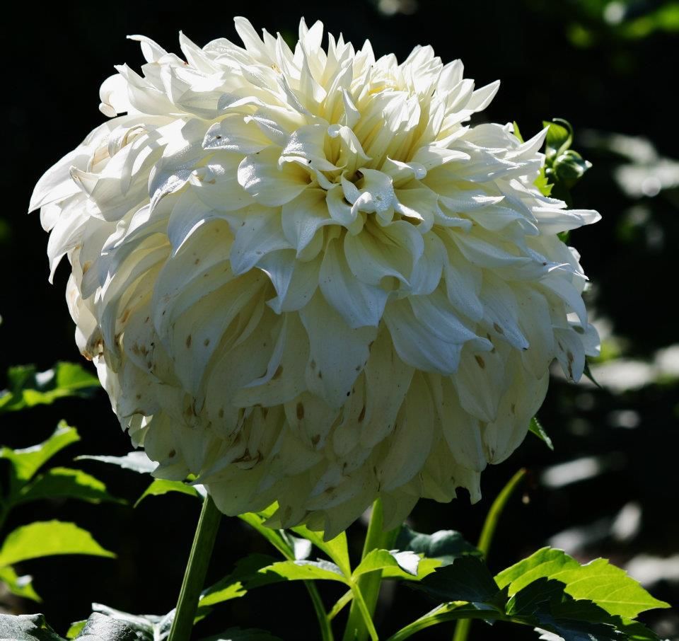 Series of white dahlia blooms showing detailed ruffled petals in natural sunlight.