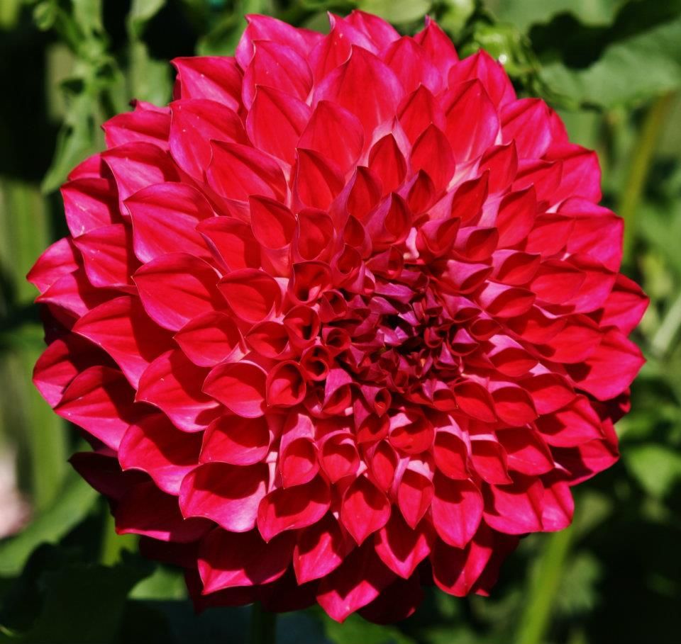 Detailed panorama of a bright red dahlia bloom showing its symmetrical petal arrangement.