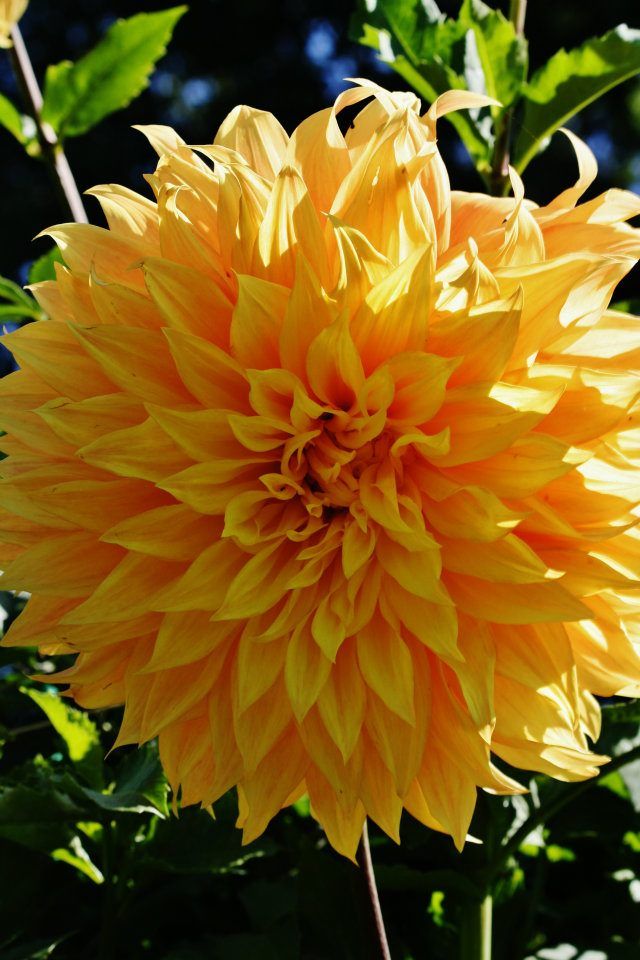 Large yellow dahlia flower with layered petals captured in sunlight against blue sky.