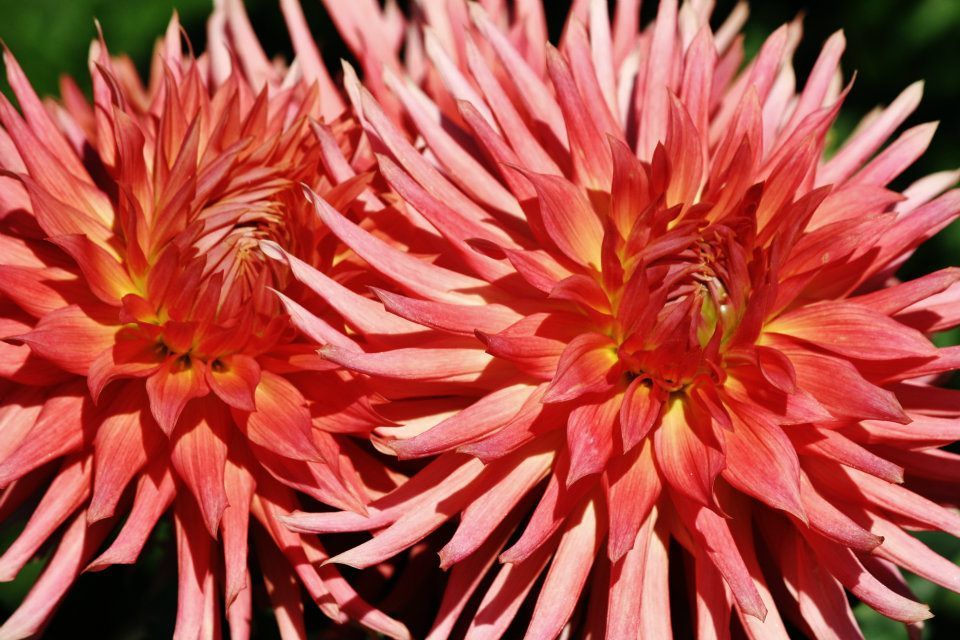 Coral pink cactus dahlia flower with spiky pointed petals photographed in horizontal panoramic view.