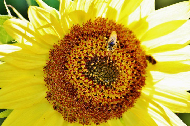 Close-up of a bright yellow sunflower with bees collecting pollen from its center.