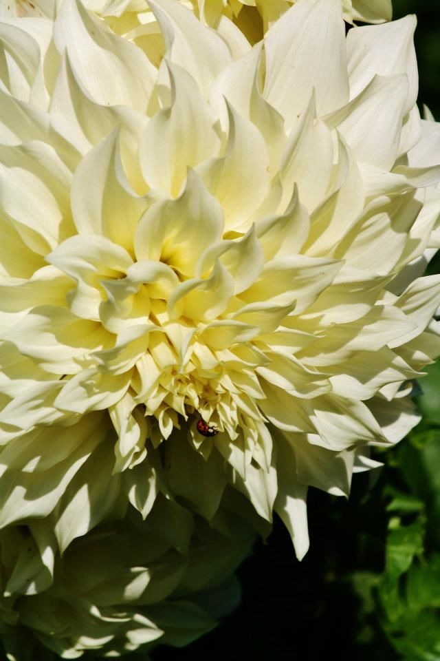Creamy white dahlia bloom with layered ruffled petals captured in soft natural light.