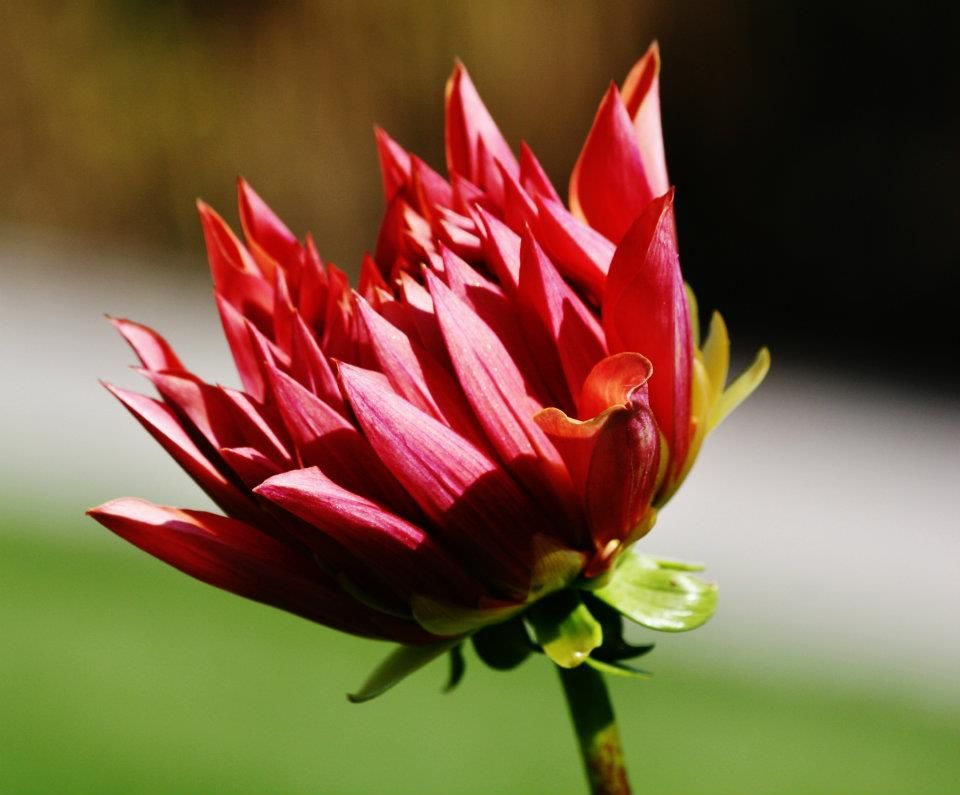 Red dahlia flower heads shown in profile against dark background.