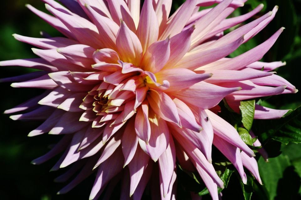 Pink spiky dahlia flower with pointed petals photographed in dramatic lighting against dark background.