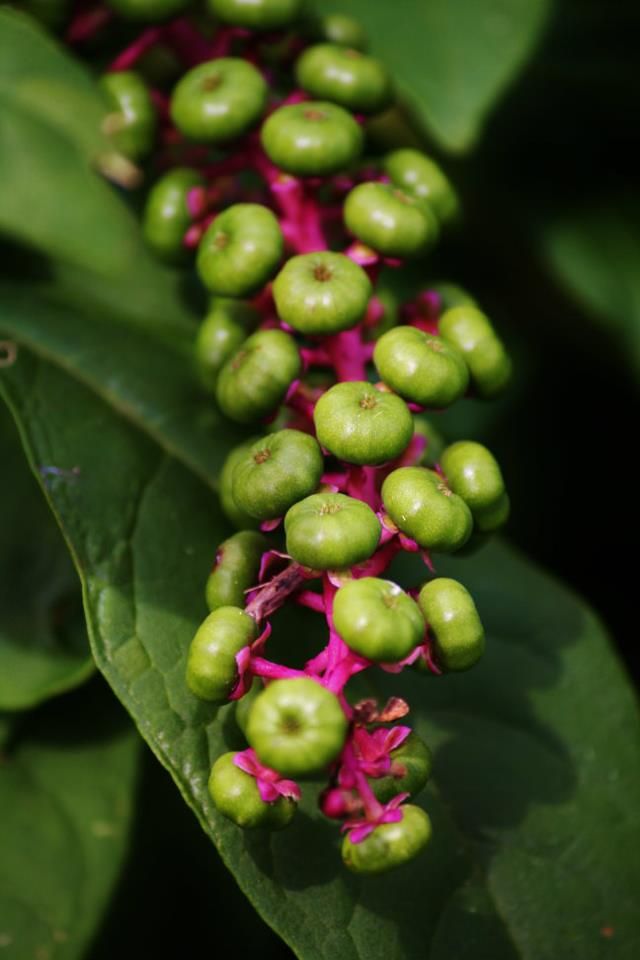 Green unripe pokeweed berries with magenta stems growing on plant.