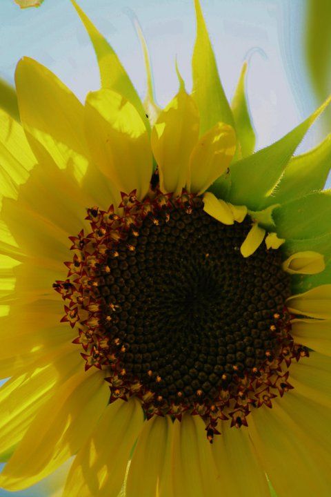 Close-up view of a bright yellow sunflower with dark brown center against blurred green background.
