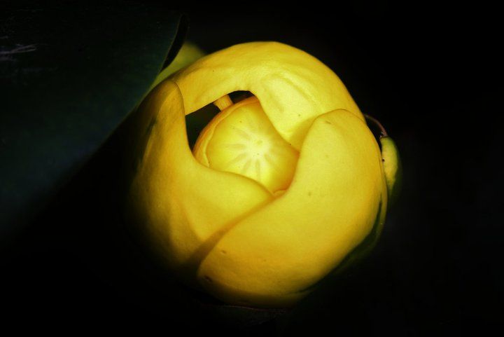 Yellow lotus flower bud glowing with inner light against black background.